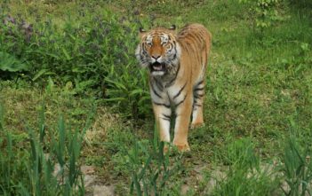 Do zoo w Opolu przyjechała tygrysica! Stworzy z Diego rodzinę Do zoo w Opolu przyjechała tygrysica! Stworzy z Diego rodzinę