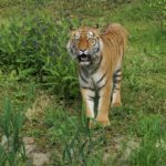Do zoo w Opolu przyjechała tygrysica! Stworzy z Diego rodzinę