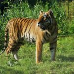 Do zoo w Opolu przyjechała tygrysica! Stworzy z Diego rodzinę