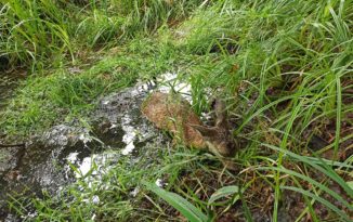 Wałęsające się psy pogryzły sarnę. Zwierzęcia nie udało się uratować Wałęsające się psy pogryzły sarnę. Zwierzęcia nie udało się uratować