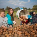 Młodzież ze szkoły w Kup pomogła w wykopkach ziemniaków. To element projektu na temat tradycji [ZDJĘCIA]