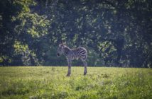 W opolskim zoo urodziła się zebra równikowa!