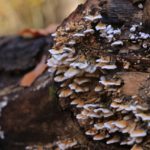 Niezwykły świat grzybów w Stobrawskim Parku Krajobrazowym