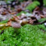 Niezwykły świat grzybów w Stobrawskim Parku Krajobrazowym