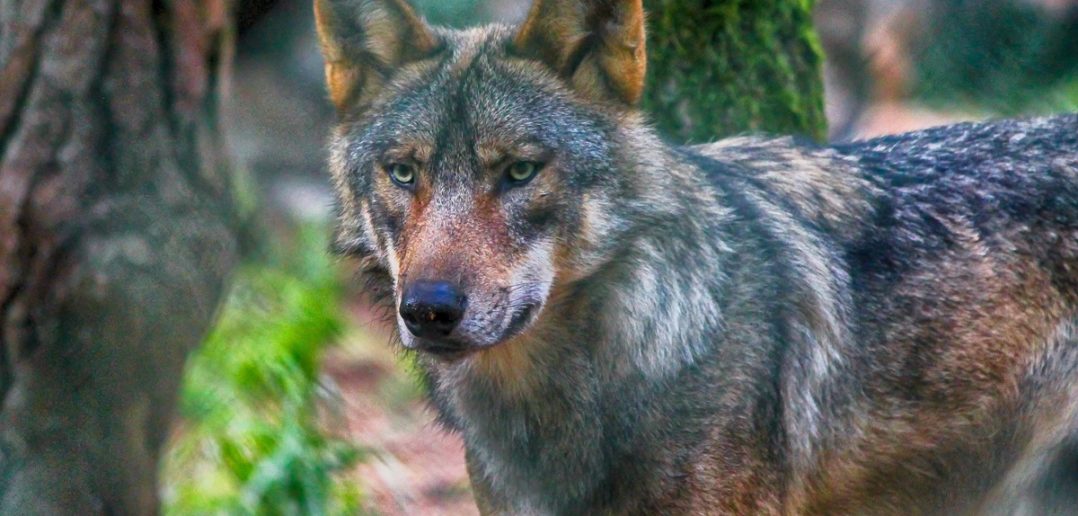 O wilku, dla wilka, z wilkiem. „Życie w sąsiedztwie wilków” spotkanie w siedzibie Stobrawskiego Parku Krajobrazowego