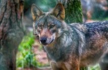 O wilku, dla wilka, z wilkiem. „Życie w sąsiedztwie wilków” spotkanie w siedzibie Stobrawskiego Parku Krajobrazowego