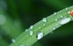 „Zielone królestwo–fascynujący świat roślin”. Już we wtorek (14 marca) kolejny wykład z cyklu Salonu Opolskiej Nauki
