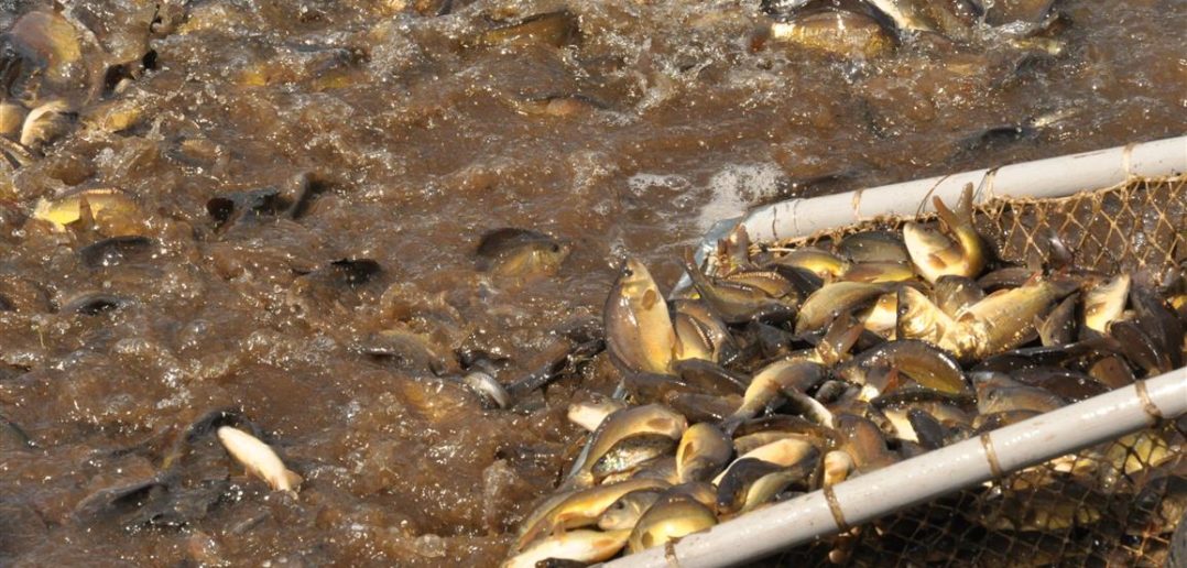 Opolscy rybacy dofinansowani ostatni raz przez samorząd