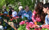 Pelargoniowy zawrót głowy w Kup