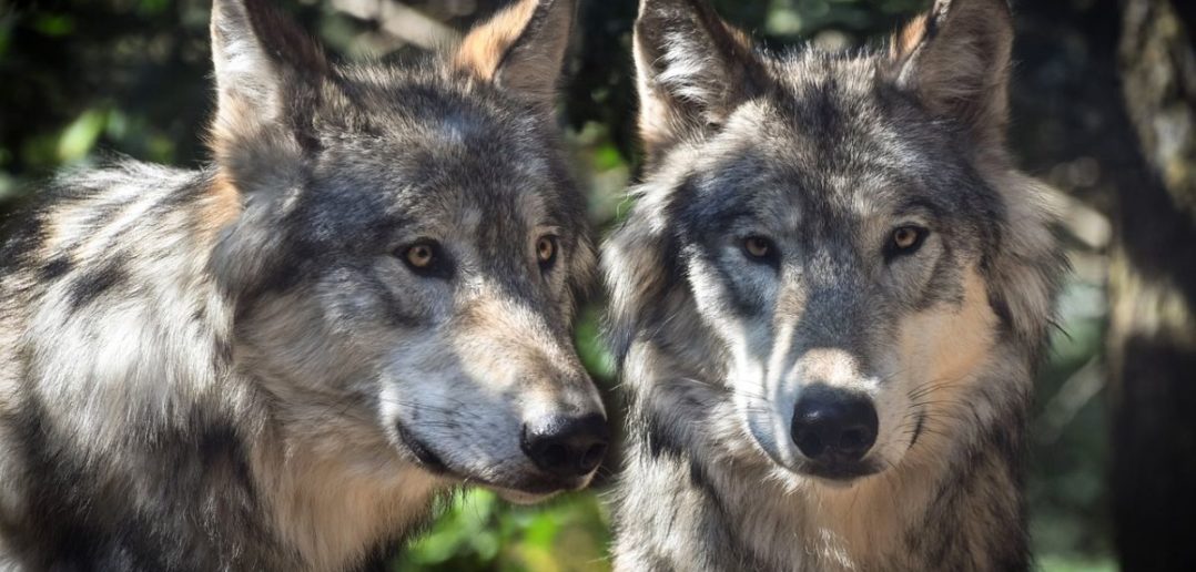 Coraz więcej wilków w okolicznych lasach. Czy jest się czego obawiać?