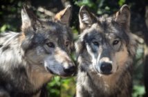 Coraz więcej wilków w okolicznych lasach. Czy jest się czego obawiać?