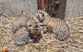 W opolskim zoo urodziły się trzy tygryski
