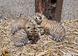 W opolskim zoo urodziły się trzy tygryski