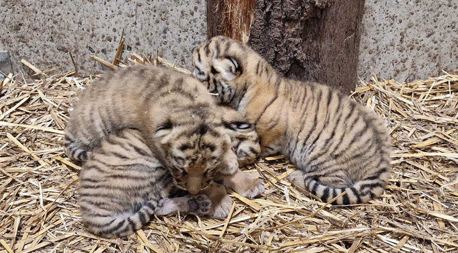 W opolskim zoo urodziły się trzy tygryski