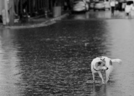 PILNE! POTRZEBNA KARMA DLA PSÓW URATOWANYCH Z POWODZI  