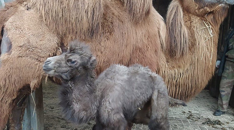 Mały wielbłąd urodził się w zoo w Opolu, zgadnijcie jak ma na imię
