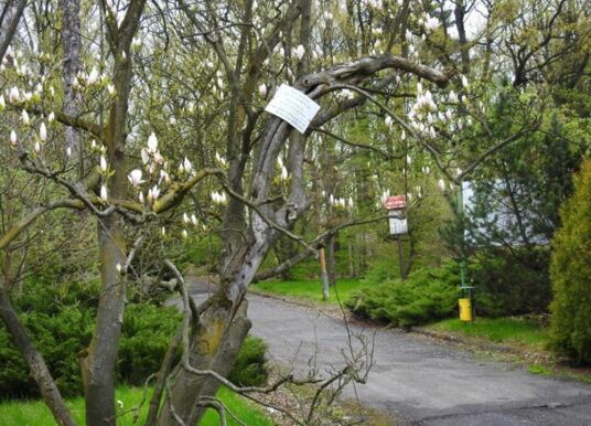 Prószkowskie arboretum odzyska blask