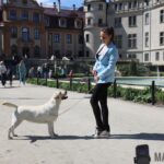 Psie piękności zawitały na zamku w Mosznej. Za nami 43 Międzynarodowa Wystawa Psów Rasowych [GALERIA]