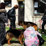 Dzień Otwarty w Schronisku w Opolu
