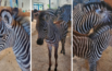 W opolskim zoo urodził się samiec zebry