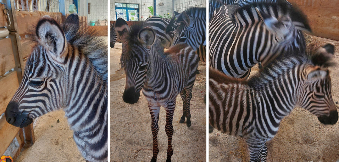 W opolskim zoo urodził się samiec zebry