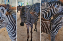 W opolskim zoo urodził się samiec zebry