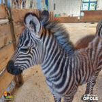 W opolskim zoo urodził się samiec zebry