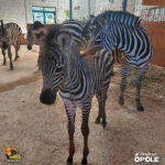 W opolskim zoo urodził się samiec zebry