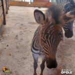 W opolskim zoo urodził się samiec zebry