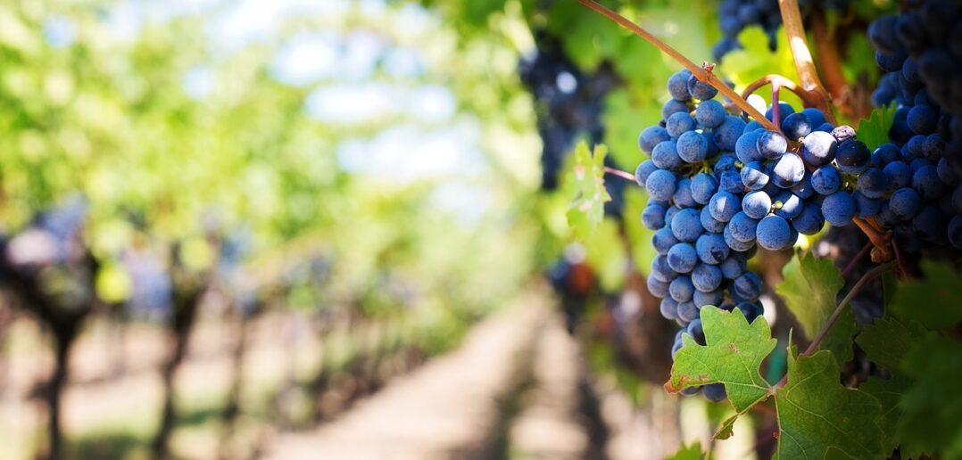 Sankt Urban Weinfest – Śląski Festiwal Wina w Dobrzeniu Małym