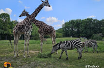 72 urodziny zoo w Opolu