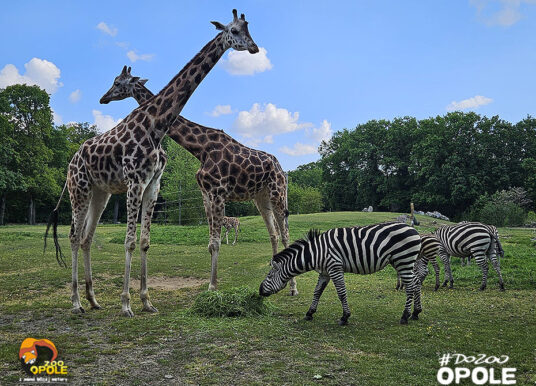 72 urodziny zoo w Opolu