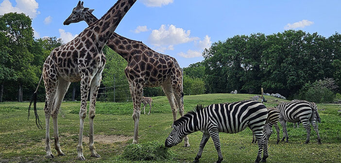72 urodziny zoo w Opolu