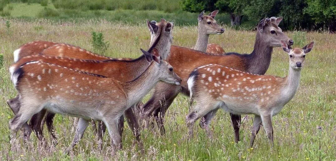 Jeleń jeleniowi nierówny – plaga? Jeleń jeleniowi nierówny – plaga?