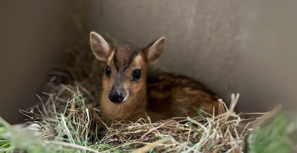 Mały mundżak rośnie jak na drożdżach, trwa konkurs na imię dla malucha