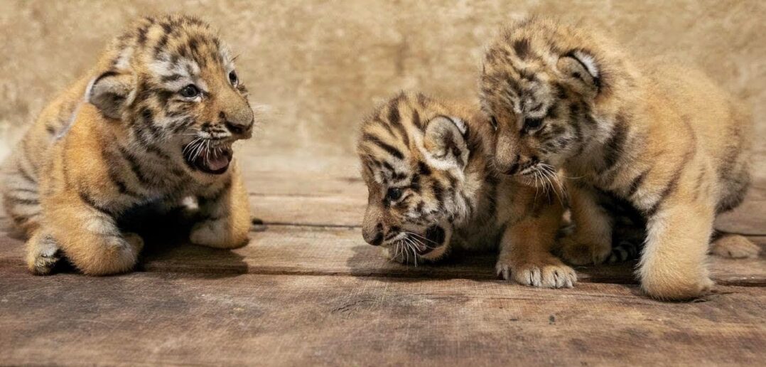 Trzy młode tygrysice amurskie urodziły się w opolskim zoo Trzy młode tygrysice amurskie urodziły się w opolskim zoo