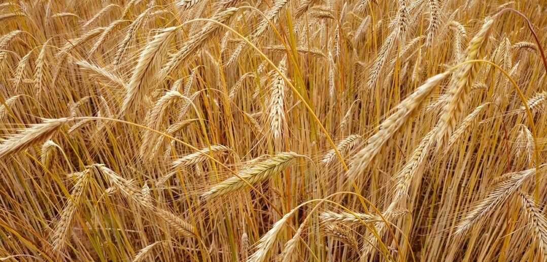 Dożynki Powiatowo-Gminne połączone z Dniami Niemodlina