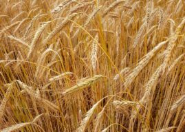 Dożynki Powiatowo-Gminne połączone z Dniami Niemodlina