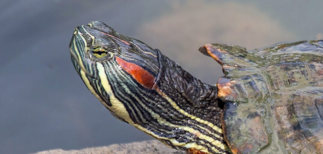 Hej czy wy wiecie, że macie inwazyjne gatunki obce w powiecie