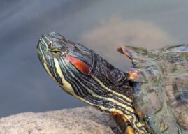 Hej czy wy wiecie, że macie inwazyjne gatunki obce w powiecie