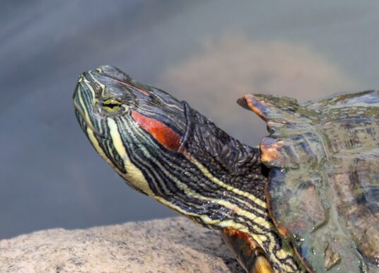 Hej czy wy wiecie, że macie inwazyjne gatunki obce w powiecie