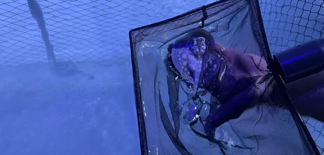 Pierwsze takie narodziny w Polsce! W opolskim zoo na świat przyszły płaszczki