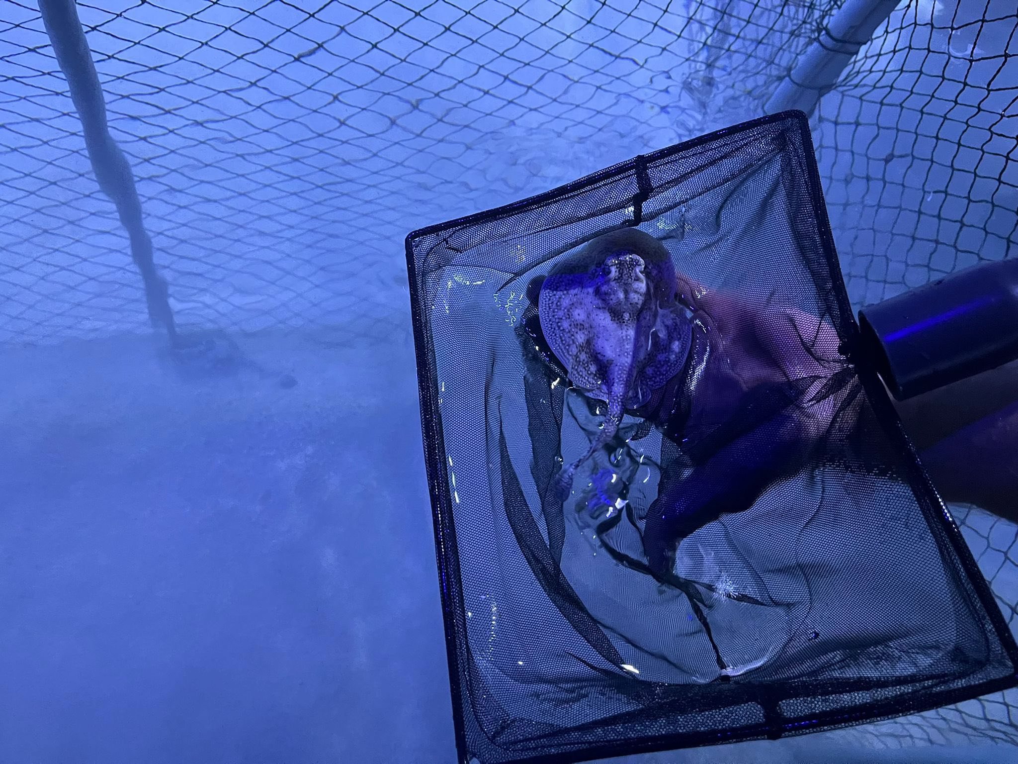 Pierwsze takie narodziny w Polsce! W opolskim zoo na świat przyszły płaszczki