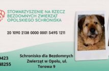 Schroniska pod stałym nadzorem. Wzmocnione kontrole w całym wojew&oacute;dztwie opolskim