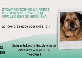 Schroniska pod stałym nadzorem. Wzmocnione kontrole w całym województwie opolskim