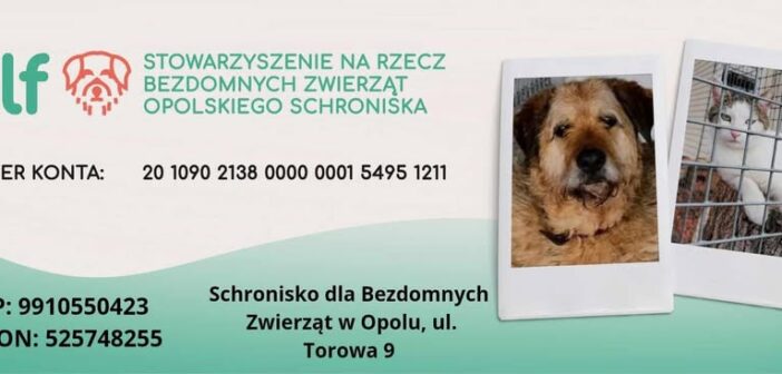 Schroniska pod stałym nadzorem. Wzmocnione kontrole w całym wojew&oacute;dztwie opolskim