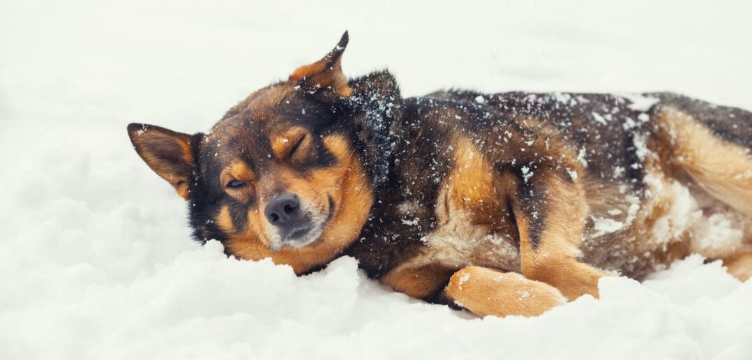 Beton, mr&oacute;z i wielkie veto: Czy pies to wciąż tylko &bdquo;rzecz&rdquo; pod nadzorem?