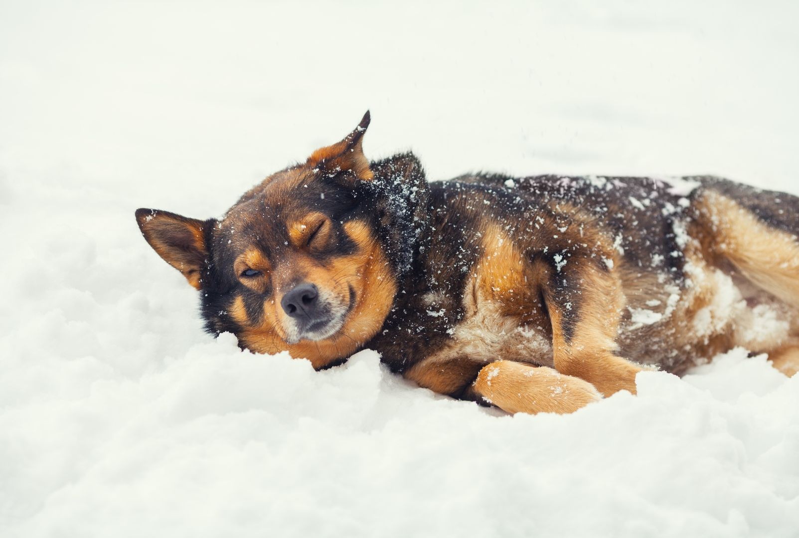 Beton, mróz i wielkie veto: Czy pies to wciąż tylko „rzecz” pod nadzorem?
