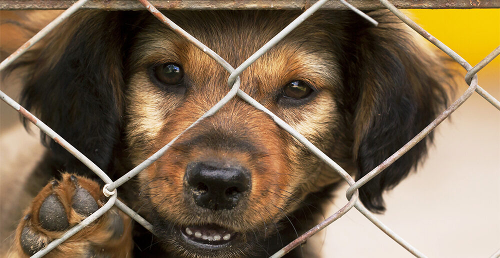 Kontrole schronisk dla zwierząt w regionie bez zarzutów. Uchybienia miały charakter techniczny Kontrole schronisk dla zwierząt w regionie bez zarzutów. Uchybienia miały charakter techniczny