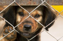 Kontrole schronisk dla zwierząt w regionie bez zarzut&oacute;w. Uchybienia miały charakter techniczny